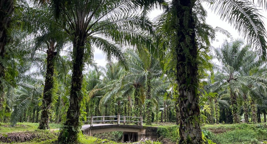 For sale land in Takua Thung, Phang Nga