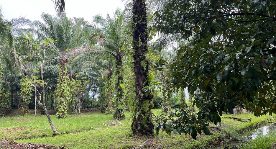 For sale land in Takua Thung, Phang Nga