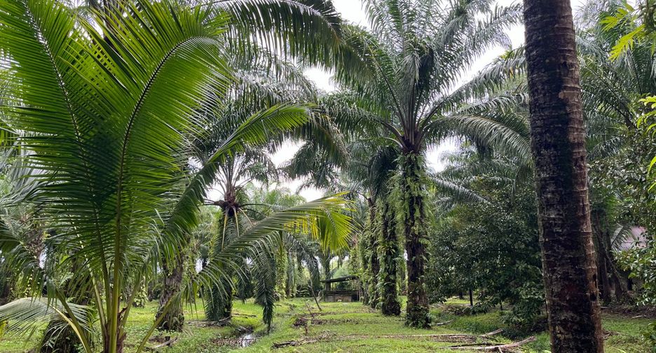 For sale land in Takua Thung, Phang Nga