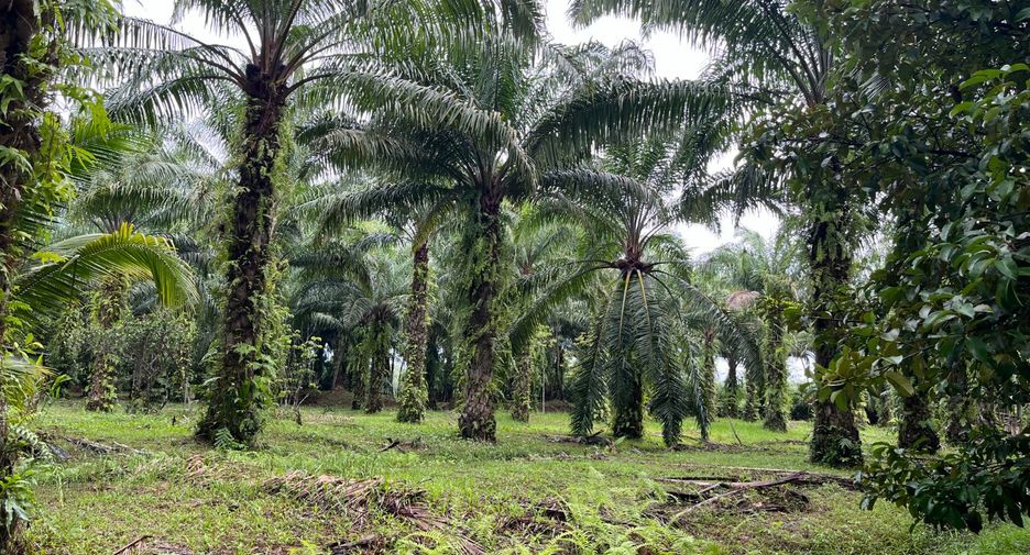 For sale land in Takua Thung, Phang Nga
