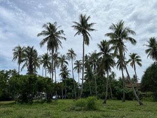 ขาย ที่ดิน ใน เหนือคลอง, กระบี่