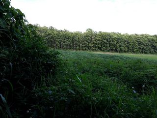 For sale land in Chiang Khong, Chiang Rai