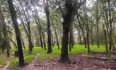 For sale land in Mueang Phatthalung, Phatthalung