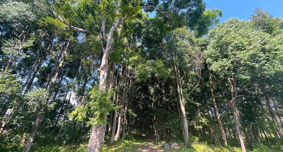 Grundstück zum Kauf in Thai Mueang, Phang Nga