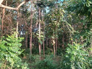 For sale land in Mueang Nongbua Lamphu, Nong Bua Lamphu