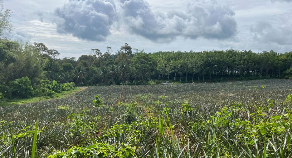 For sale land in Takua Thung, Phang Nga