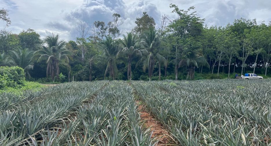 For sale land in Takua Thung, Phang Nga