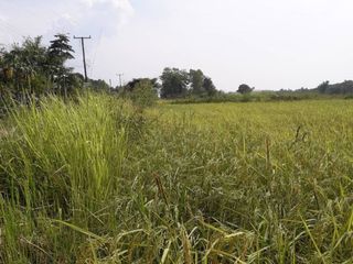For sale land in Mueang Bung Kan, Bueng Kan