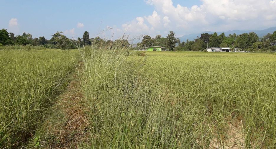 出售 土地 在 Mueang Bueng Kan, Bueng Kan