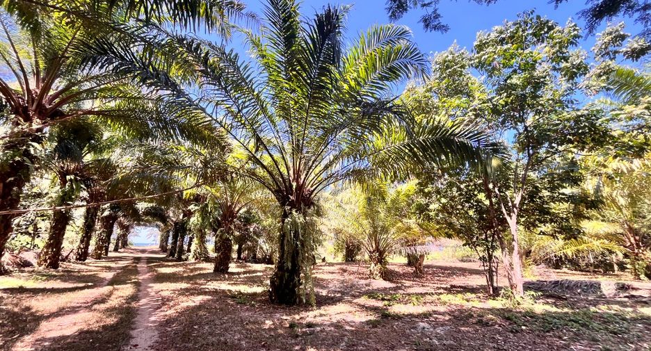Grundstück zum Kauf in Thai Mueang, Phang Nga