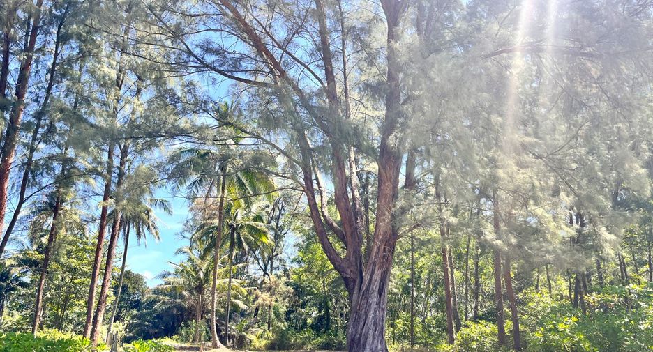 Grundstück zum Kauf in Thai Mueang, Phang Nga