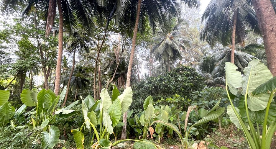 For sale land in Takua Pa, Phang Nga