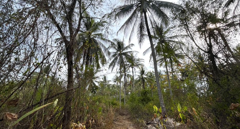 For sale land in Takua Pa, Phang Nga