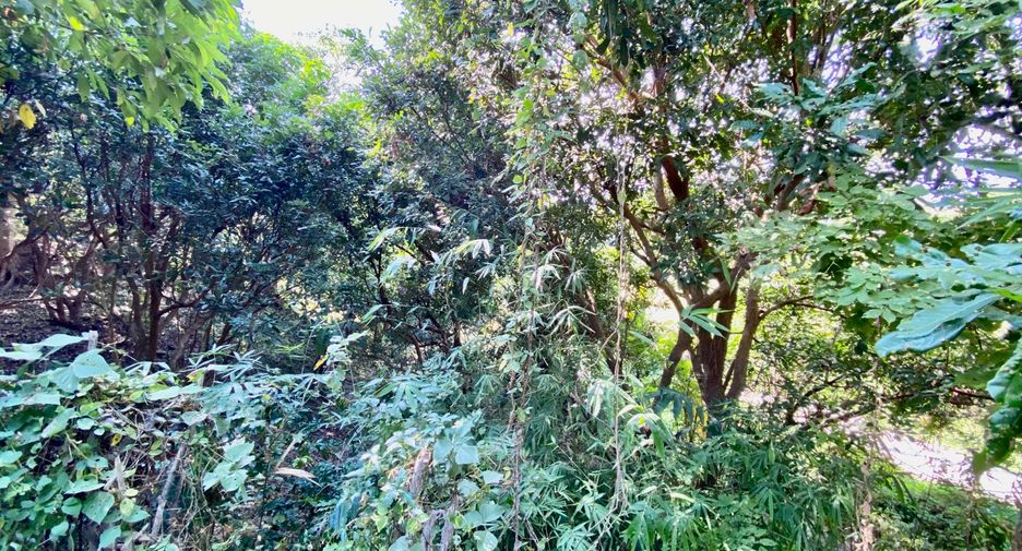 For rent and for sale 4 bedrooms house in Mae Rim, Chiang Mai
