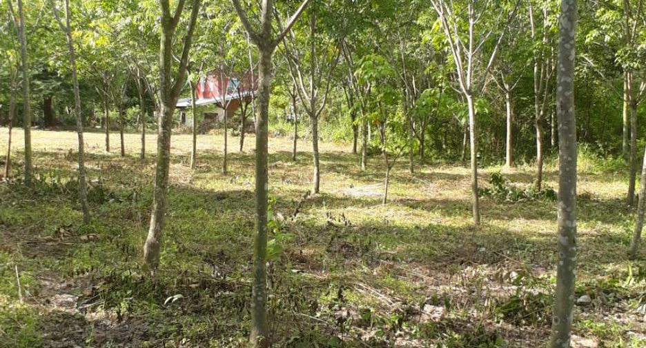For sale land in Huai Phueng, Kalasin