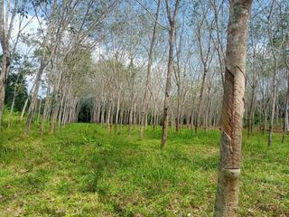 For sale land in Takua Thung, Phang Nga