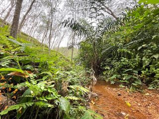 For sale land in Takua Thung, Phang Nga