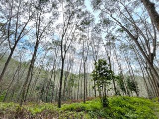 For sale land in Takua Thung, Phang Nga
