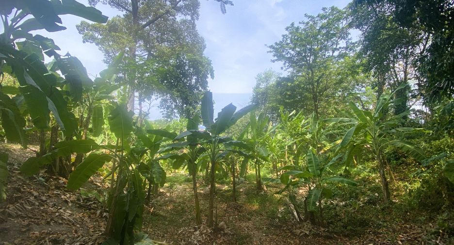 For sale land in Kathu, Phuket