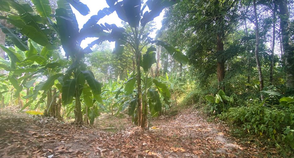 For sale land in Kathu, Phuket
