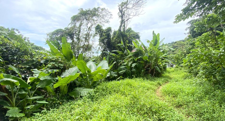 For sale land in Kathu, Phuket
