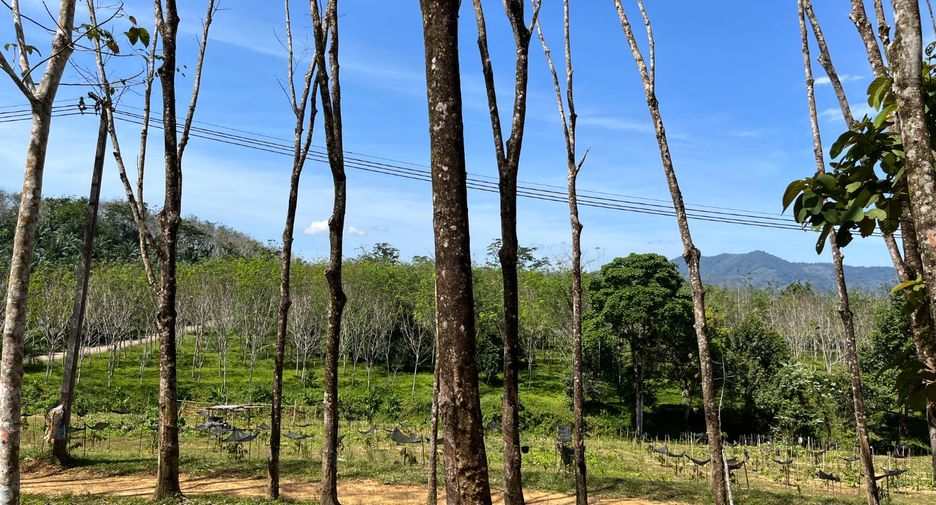 For rent and for sale land in Takua Thung, Phang Nga