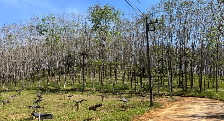 For rent and for sale land in Takua Thung, Phang Nga