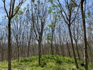 For rent and for sale land in Takua Thung, Phang Nga