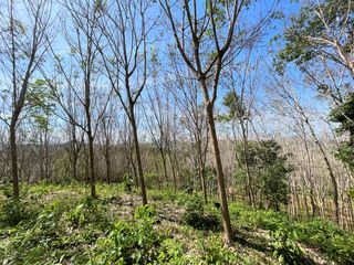 For rent and for sale land in Takua Thung, Phang Nga