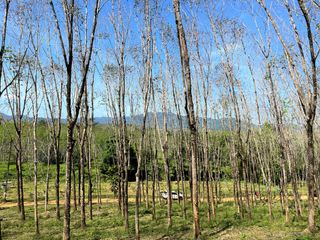 For rent and for sale land in Takua Thung, Phang Nga