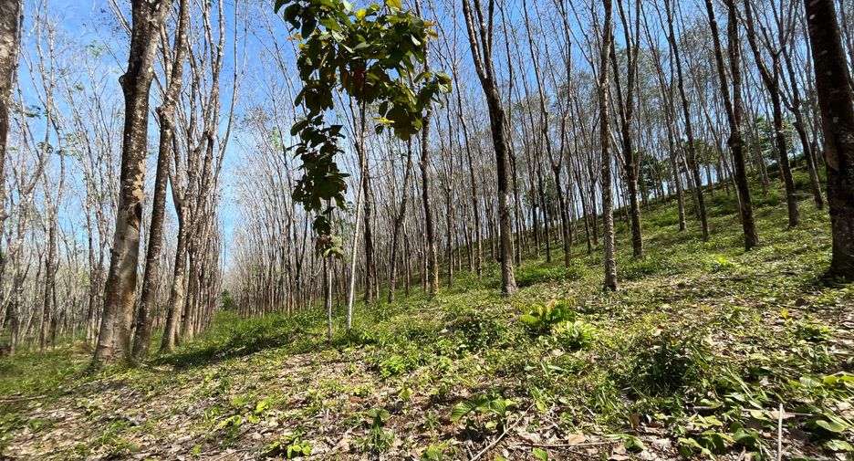 For rent and for sale land in Takua Thung, Phang Nga