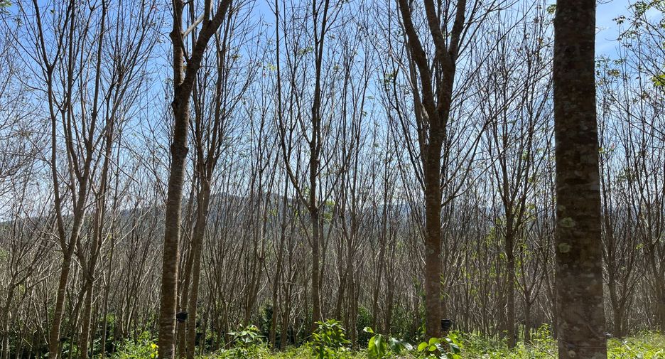 For rent and for sale land in Takua Thung, Phang Nga