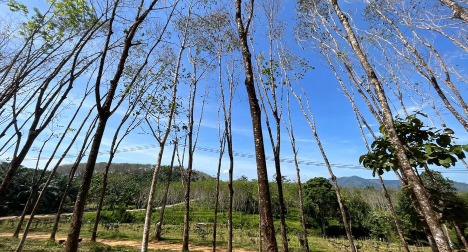 For rent and for sale land in Takua Thung, Phang Nga
