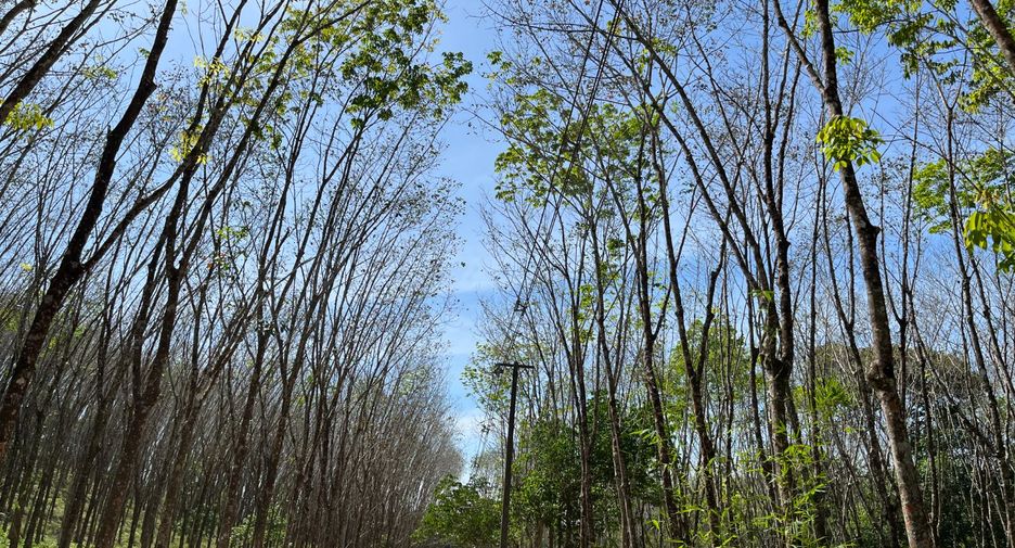 For rent and for sale land in Takua Thung, Phang Nga