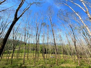 For rent and for sale land in Takua Thung, Phang Nga