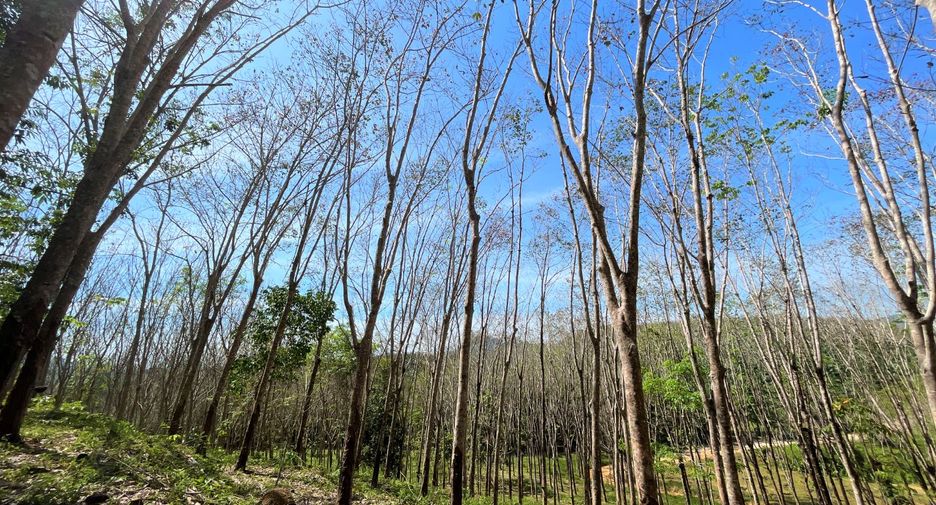 For rent and for sale land in Takua Thung, Phang Nga