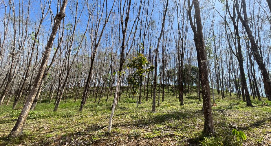 For rent and for sale land in Takua Thung, Phang Nga