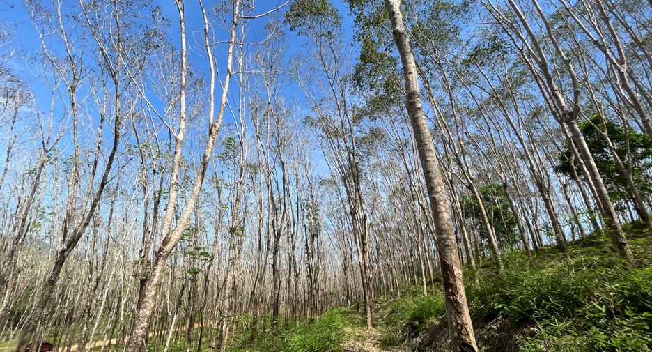 For rent and for sale land in Takua Thung, Phang Nga