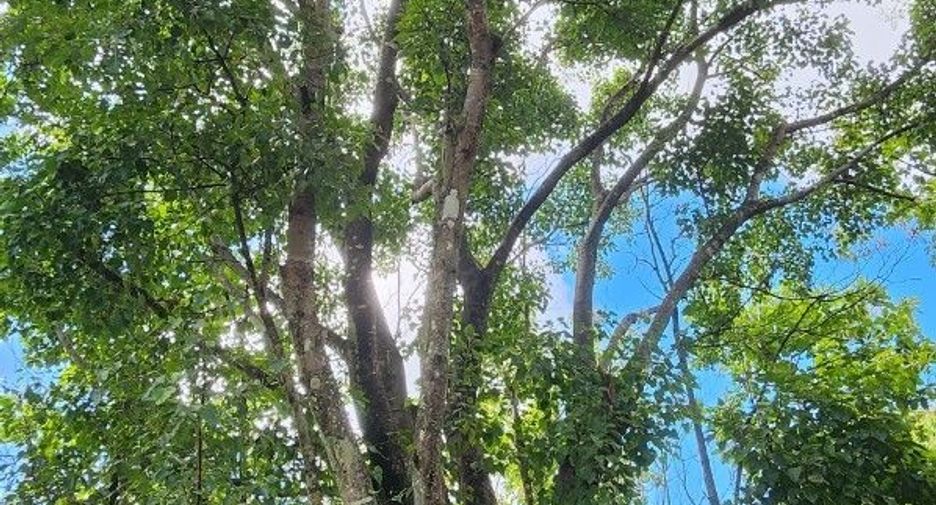 For sale land in Mae On, Chiang Mai