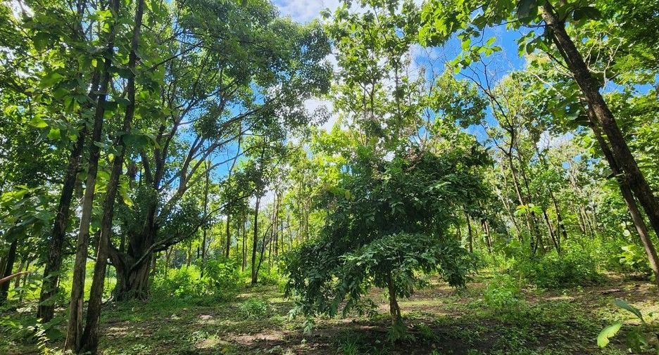 For sale land in Mae On, Chiang Mai