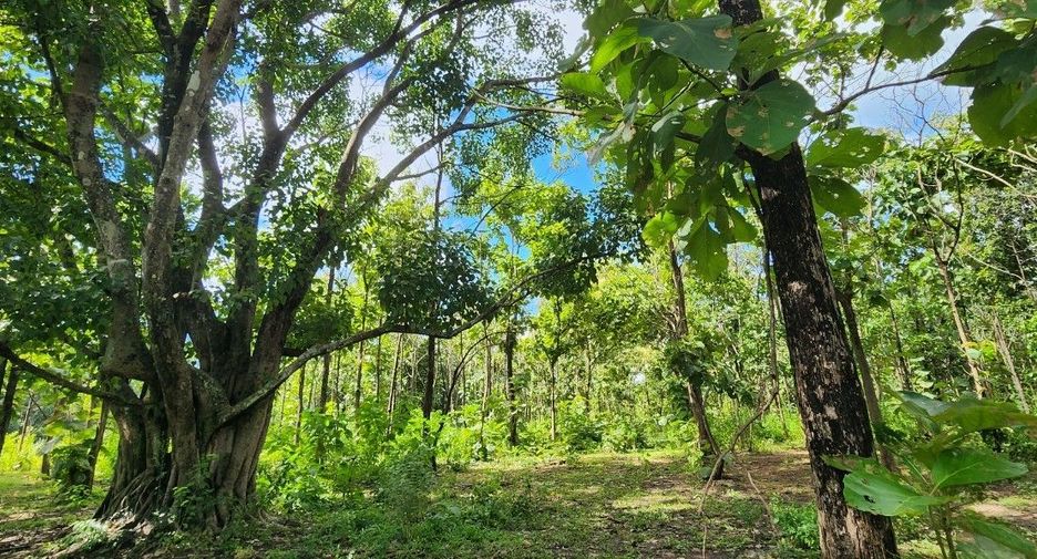 For sale land in Mae On, Chiang Mai