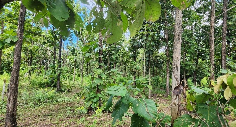For sale land in Mae On, Chiang Mai