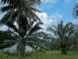Terreno en venta en Takua Thung, Phang Nga