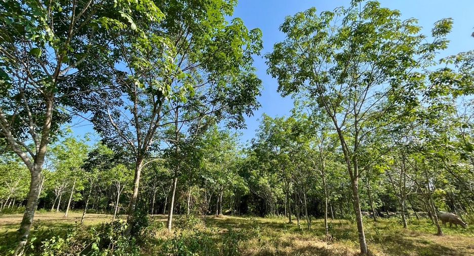 For sale land in Thai Mueang, Phang Nga