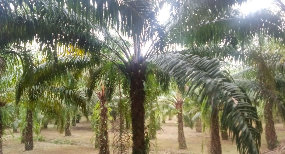 For sale land in Takua Thung, Phang Nga