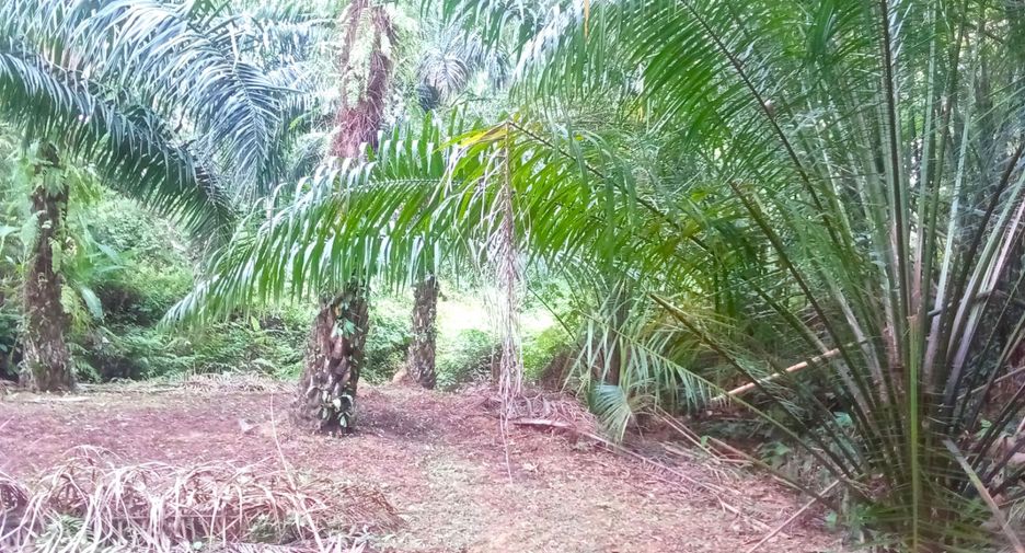 For sale land in Takua Thung, Phang Nga