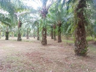 Terreno en venta en Takua Thung, Phang Nga