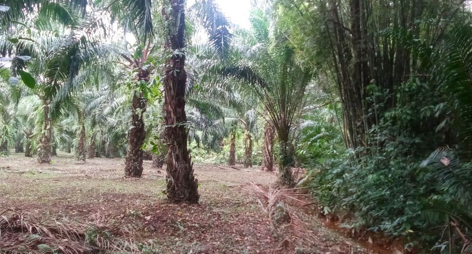 For sale land in Takua Thung, Phang Nga