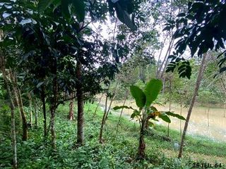 出售 土地 在 Kapho, Pattani