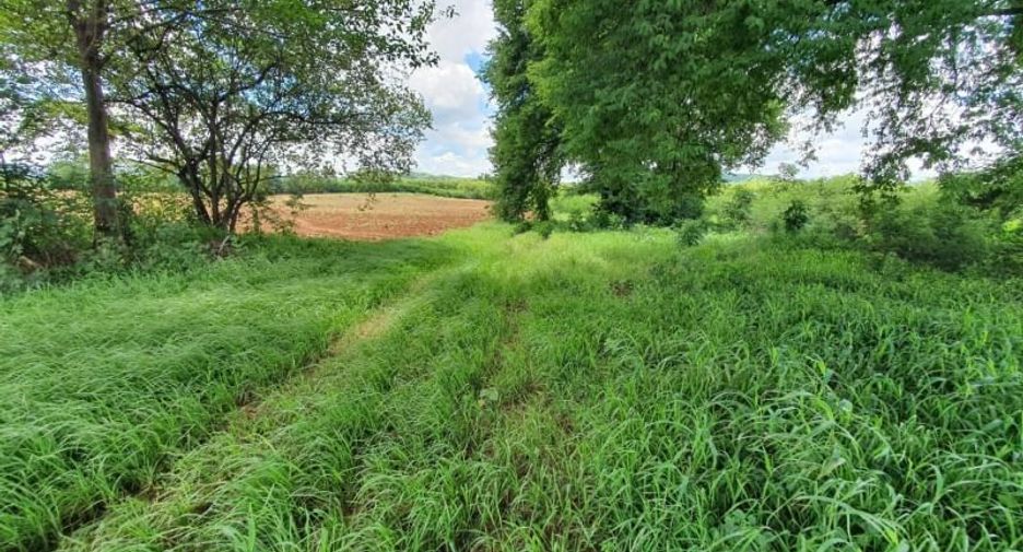 For sale land in Wang Muang, Saraburi